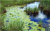 Water lilies in emergent marsh